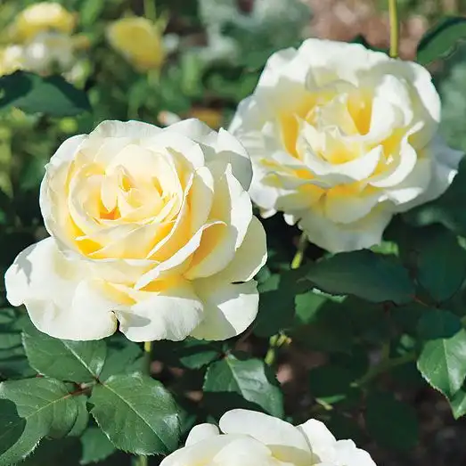 Trandafiri hibrizi Tea - Trandafiri - Elina ® - 